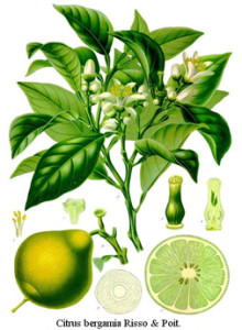 bergamott