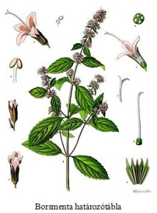 borsmenta