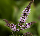 borsmenta_3
