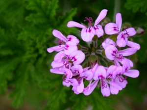 geranium