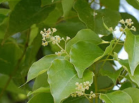kamforfa