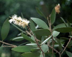 kajeput