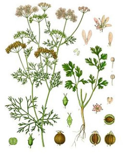 koriander